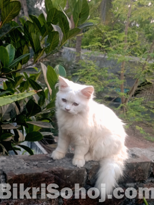 Pure Persian